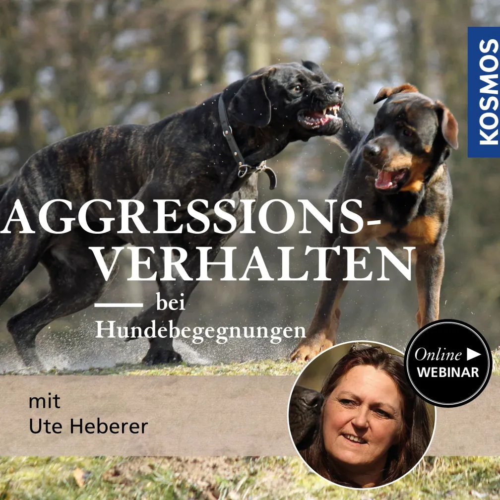 Aggressionsverhalten bei Hundebegegnungen