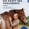 Aktiviere die Kraft des Vagusnervs