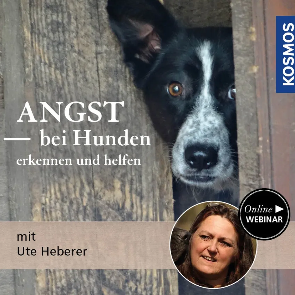 Angst bei Hunden - erkennen und helfen