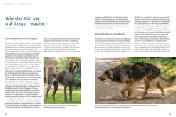 Angst bei Hunden - mit Martin Rütter