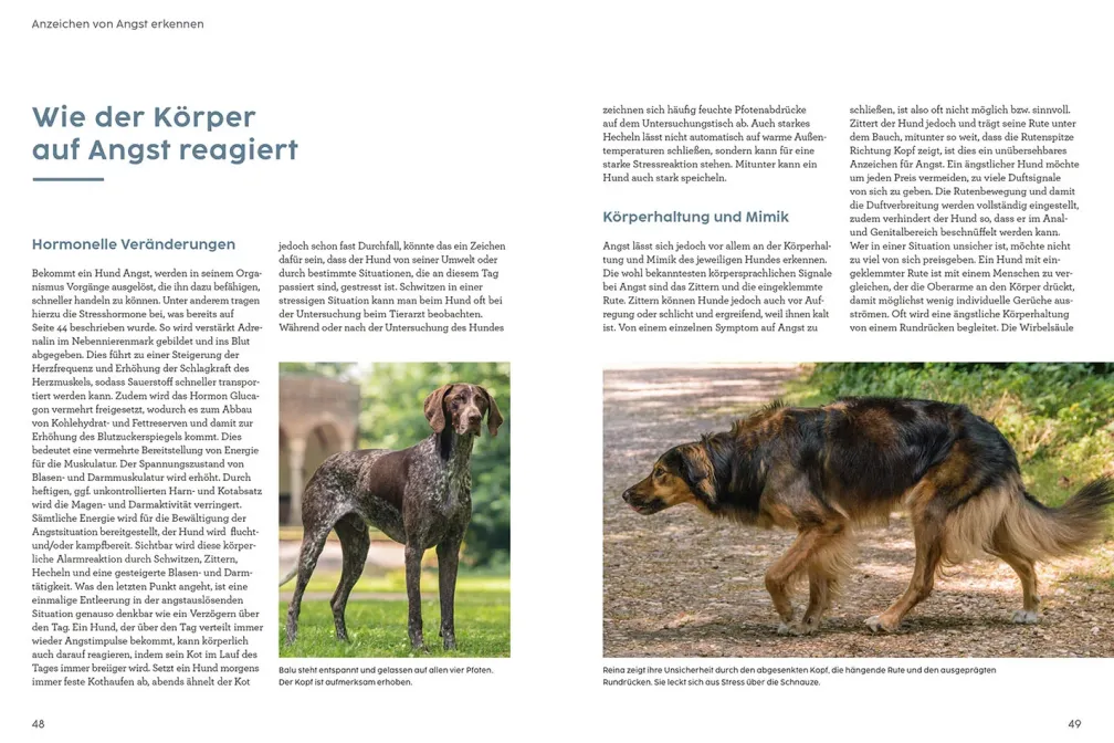 Angst bei Hunden - mit Martin Rütter