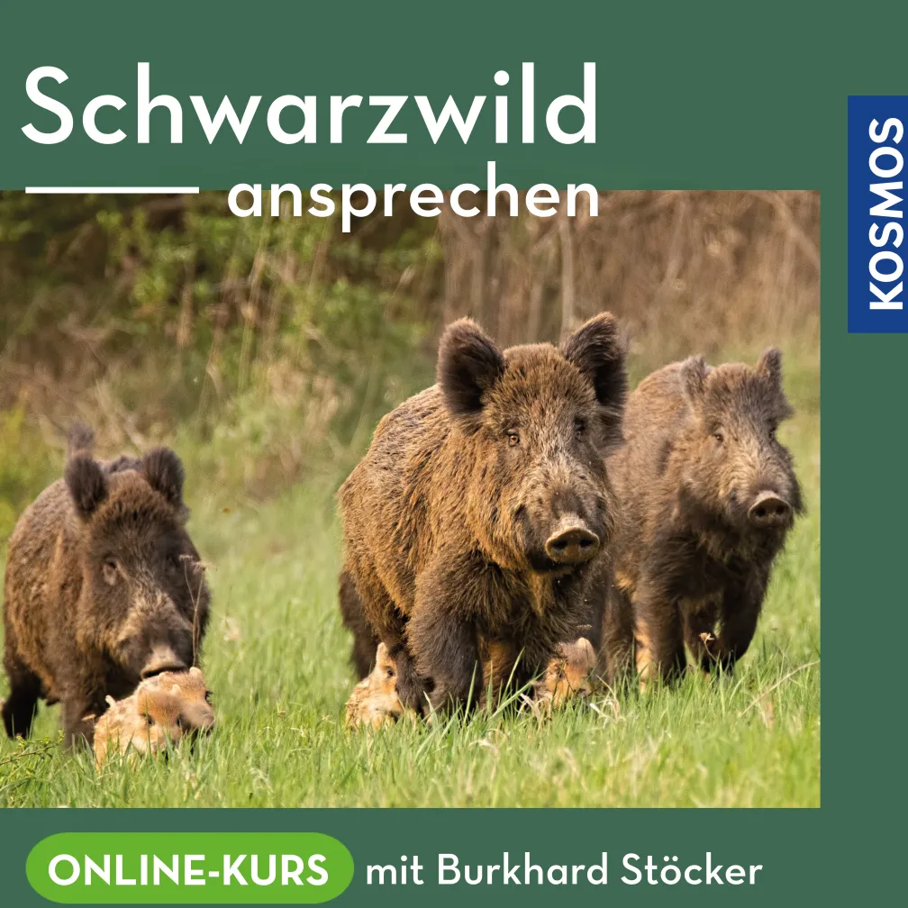 Ansprechen von Schwarzwild – Online-Kurs mit Burkhard Stöcker