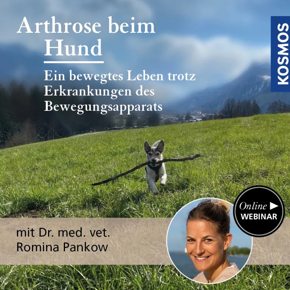 Arthrose beim Hund
