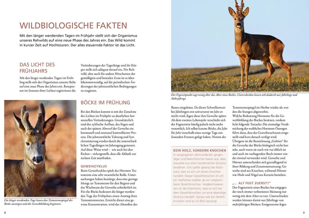 Auf Rehe jagen
