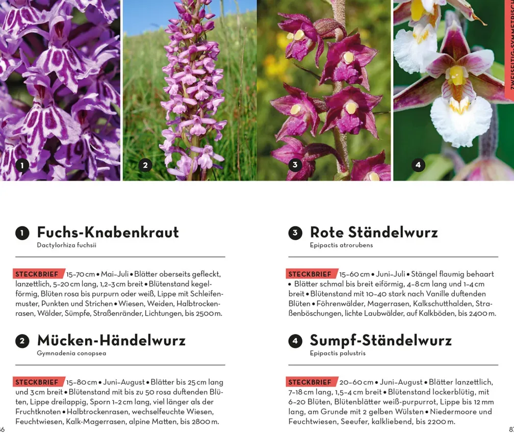 Basic Alpenblumen