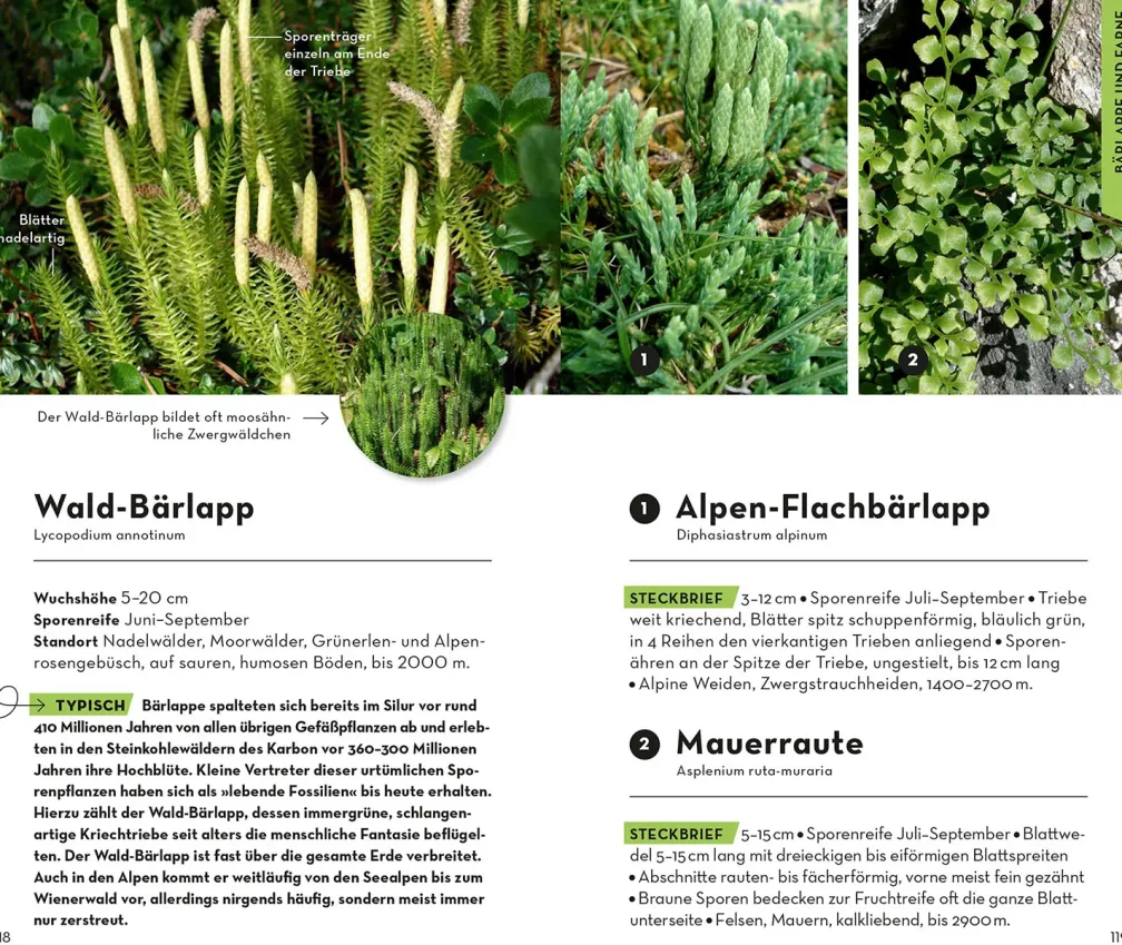 Basic Alpenblumen