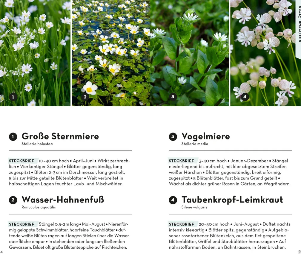 BASIC Blumen