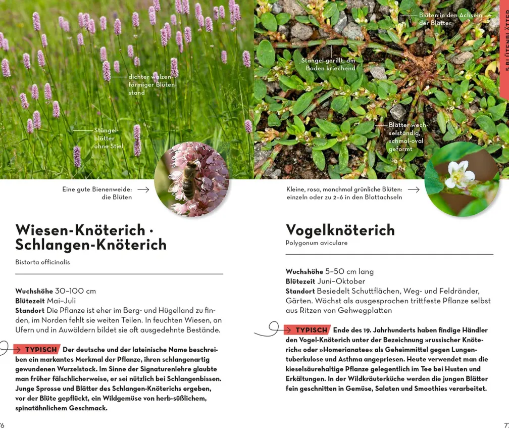 BASIC Blumen