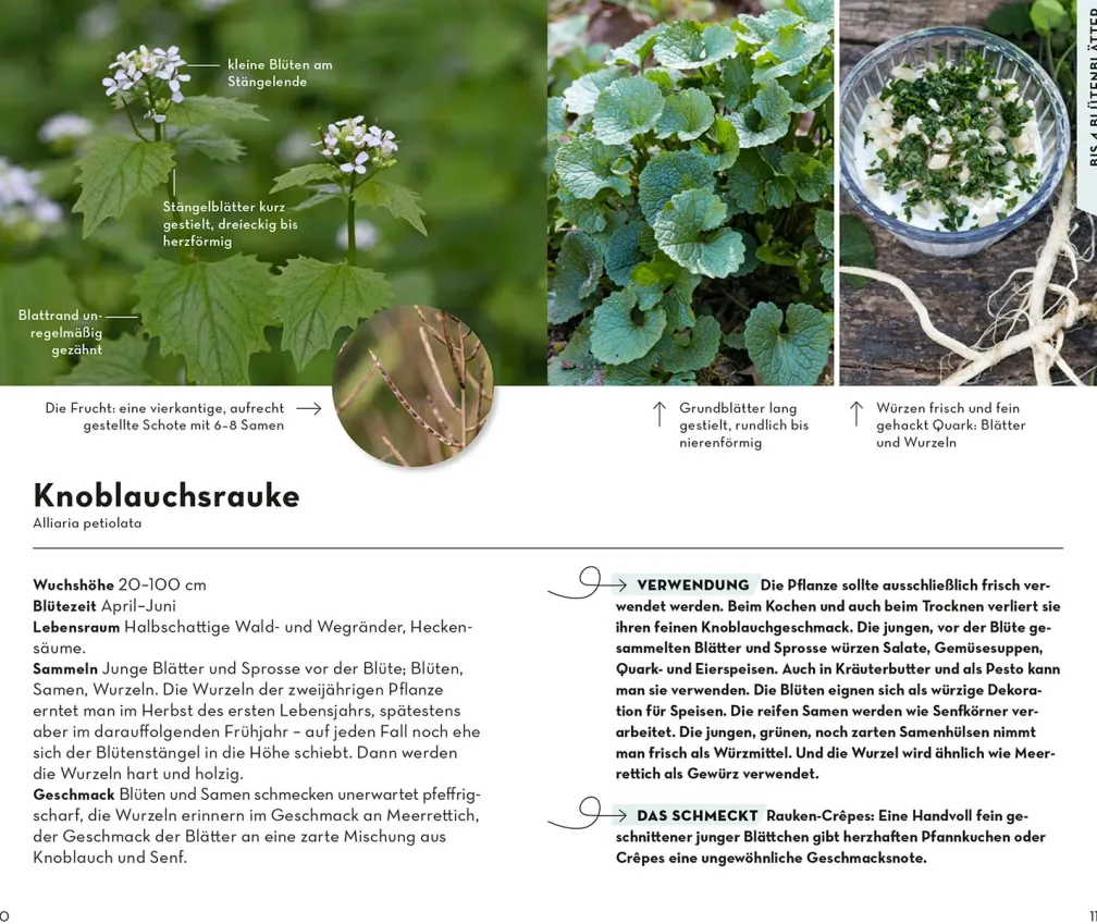 BASIC Früchte und Wildkräuter