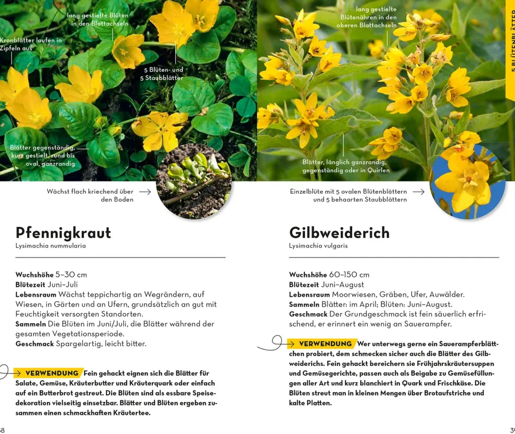 BASIC Früchte und Wildkräuter