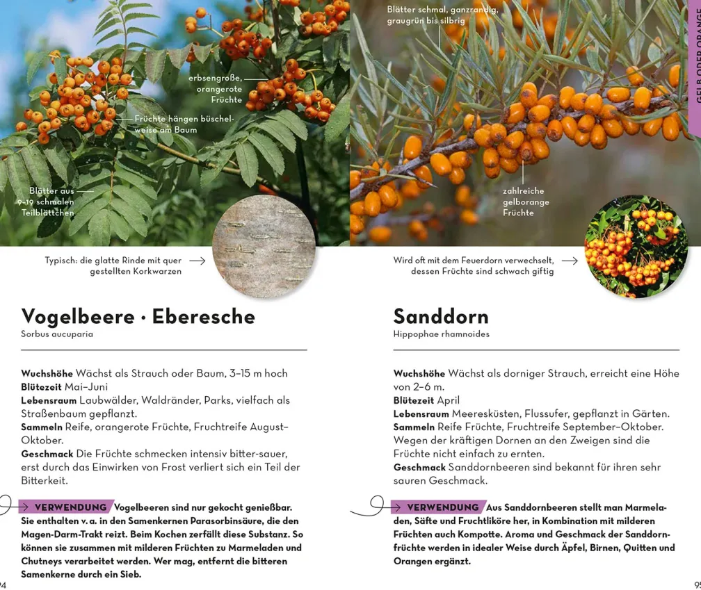 BASIC Früchte und Wildkräuter