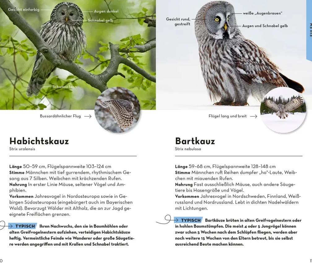 Basic Greifvögel und Eulen