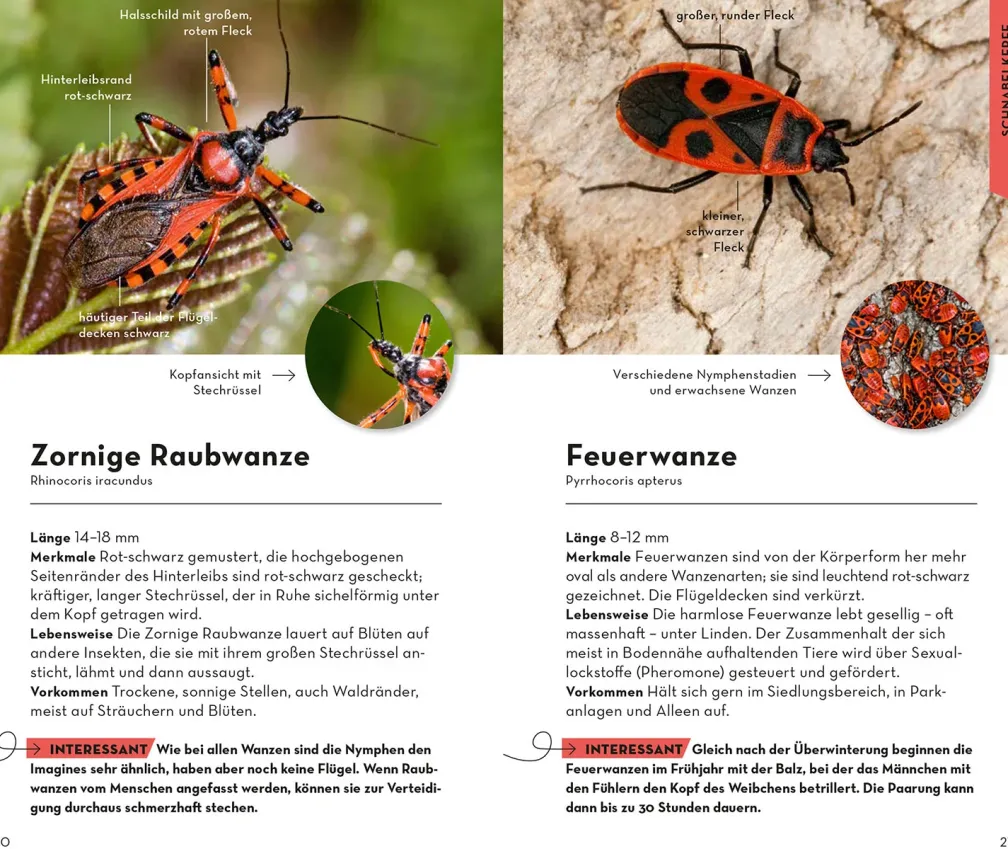 BASIC Insekten