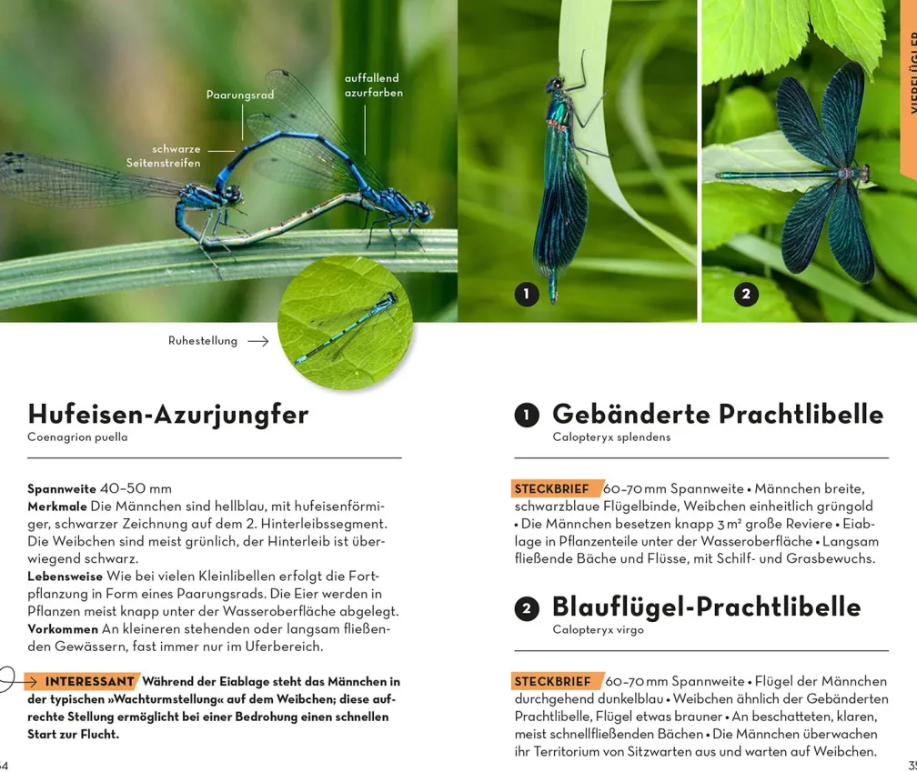 BASIC Insekten