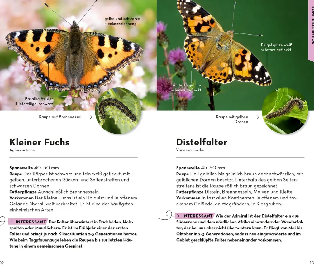 BASIC Insekten