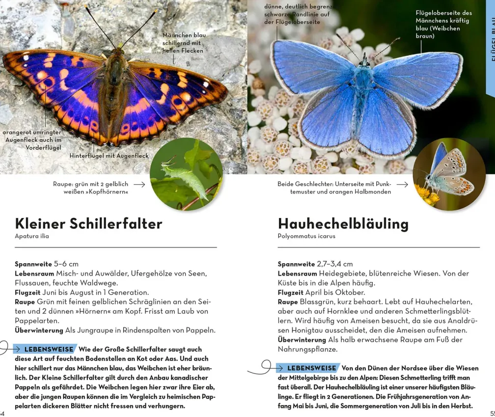 Basic Schmetterlinge