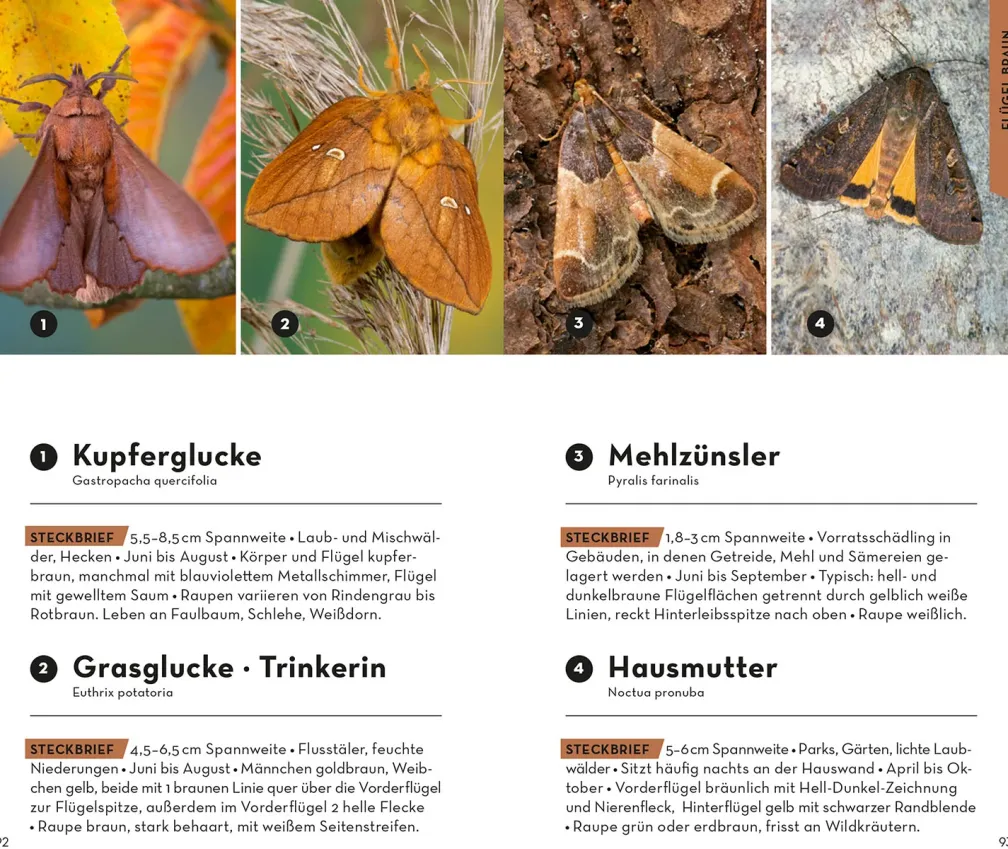 Basic Schmetterlinge