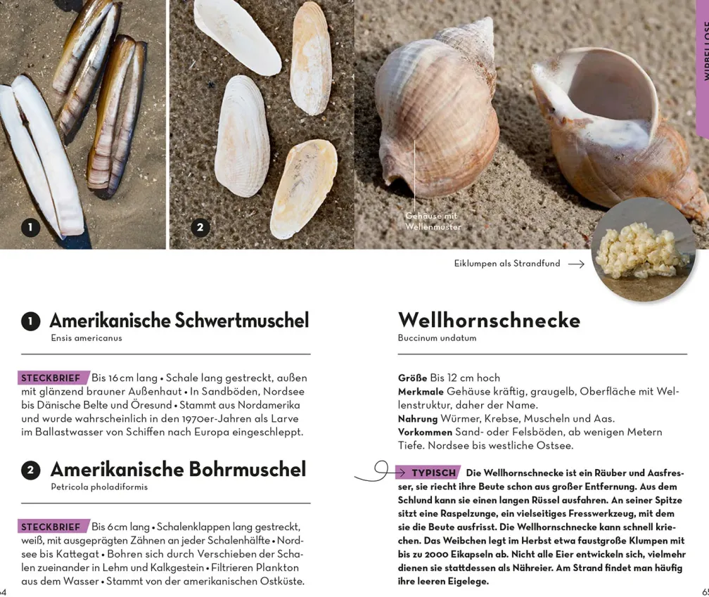 Basic Strand und Küste