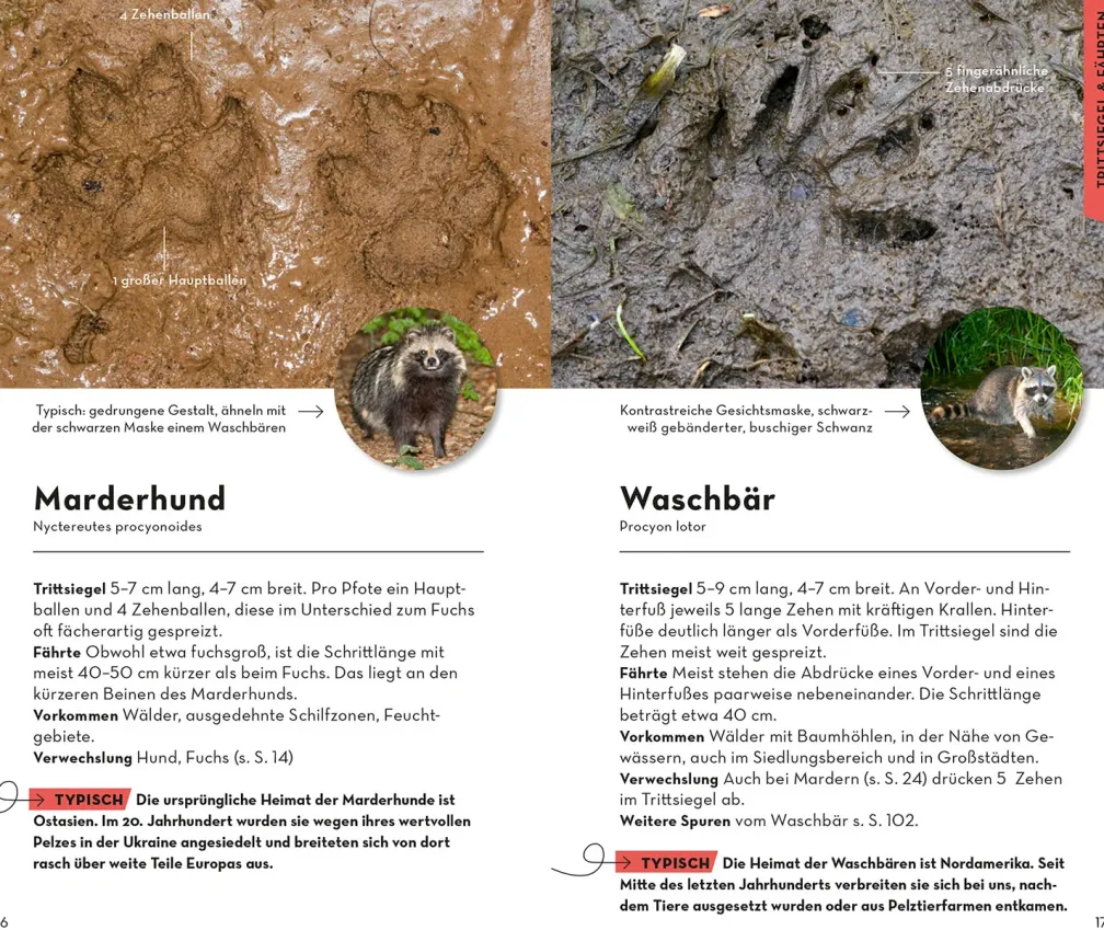 BASIC Tierspuren