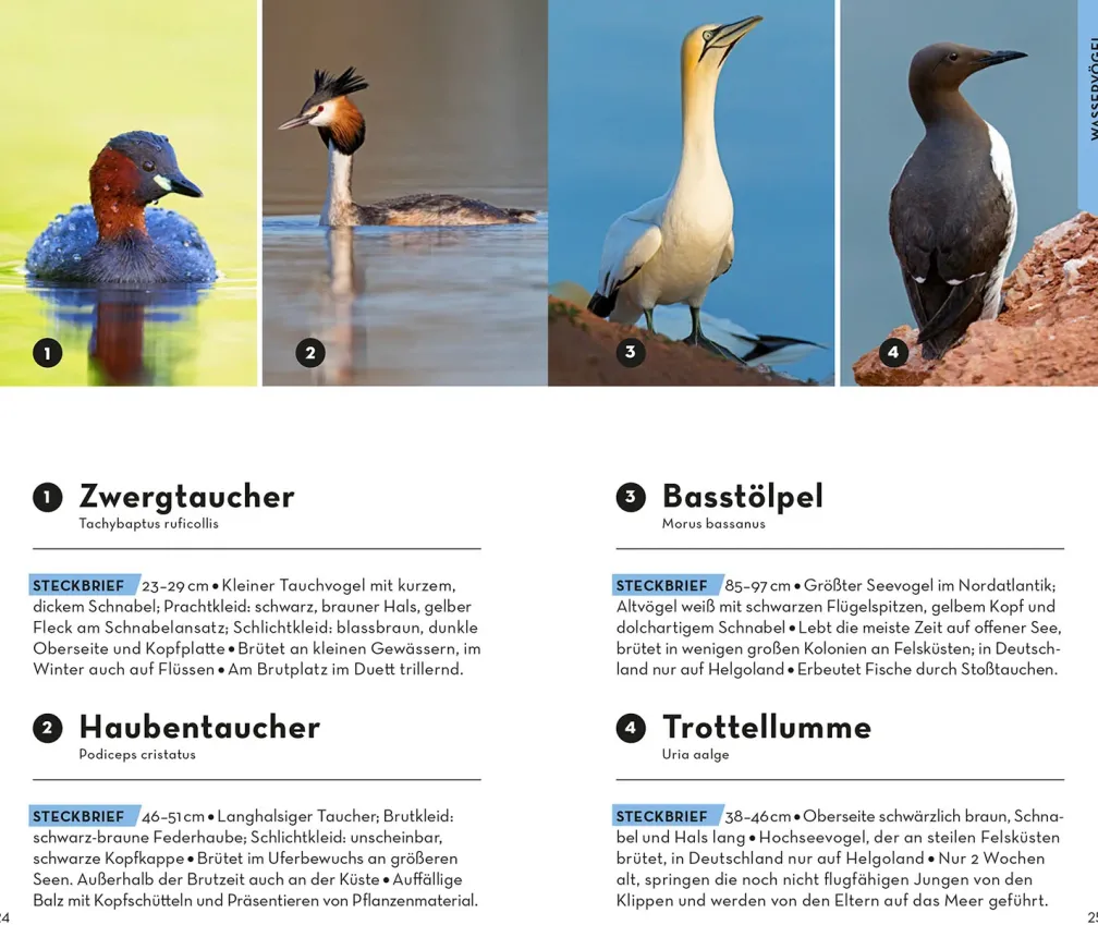BASIC Vögel