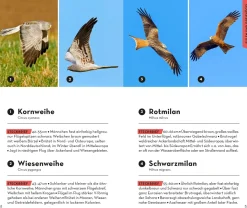 BASIC Vögel
