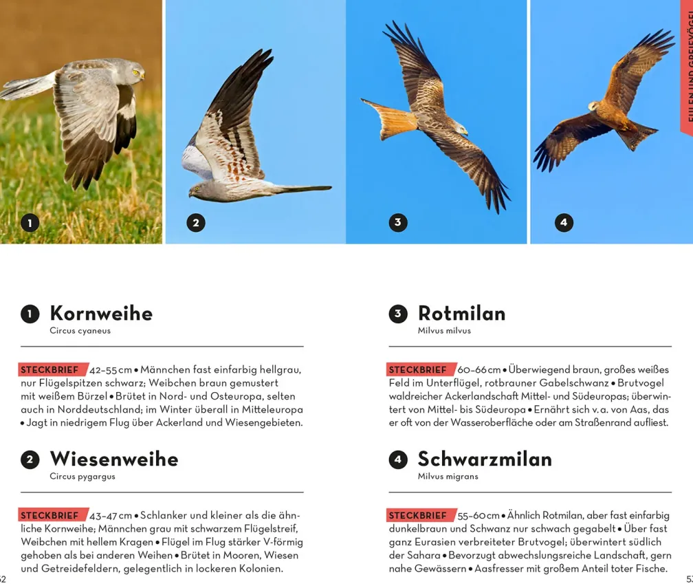 BASIC Vögel