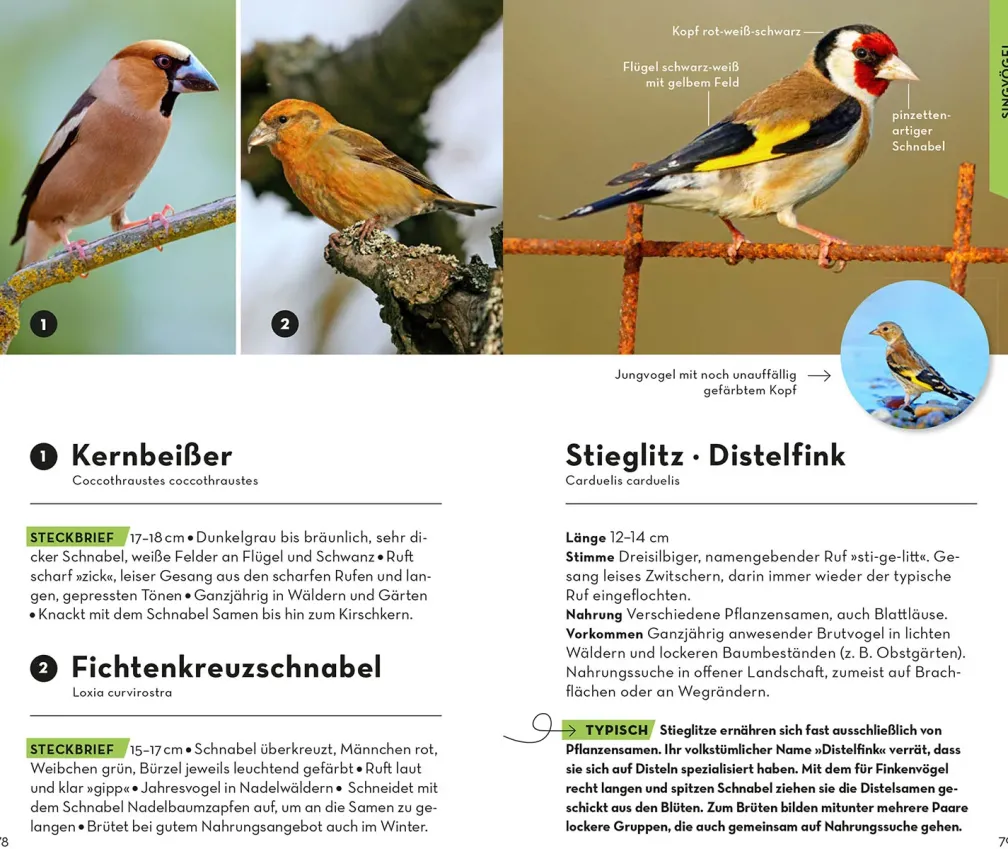 BASIC Vögel