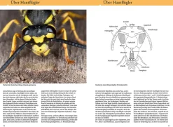 Bienen, Wespen, Ameisen