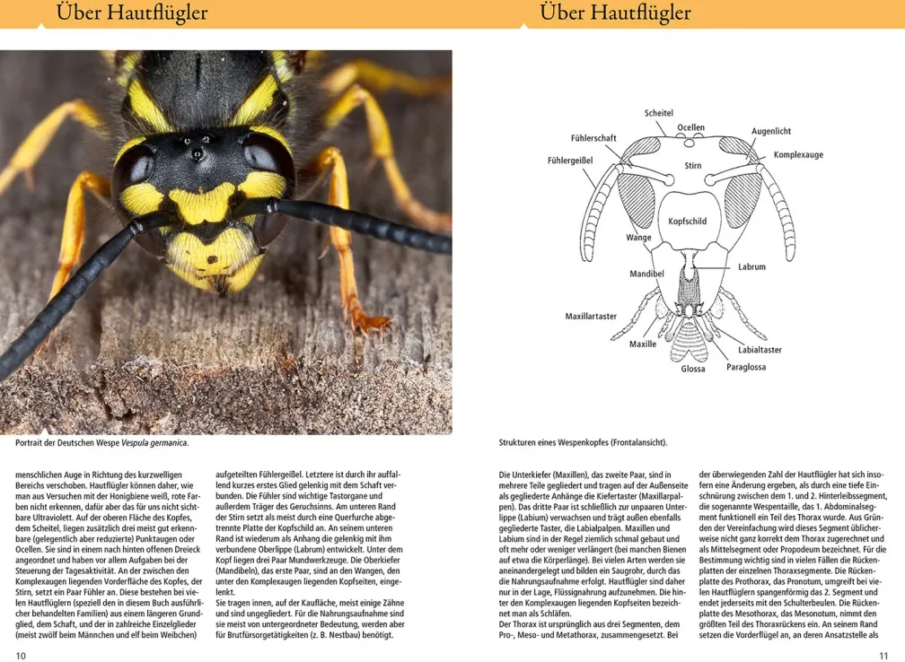 Bienen, Wespen, Ameisen