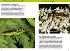 Bienen, Wespen, Ameisen