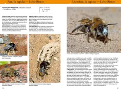 Bienen, Wespen, Ameisen