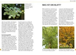 Bäume am Blatt erkennen - 78 Laub- und Nadelgehölze. Blätter in Originalgröße