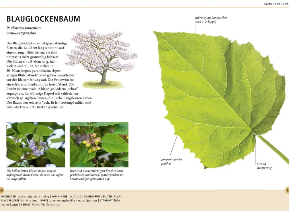 Bäume am Blatt erkennen - 78 Laub- und Nadelgehölze. Blätter in Originalgröße