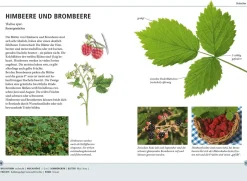 Bäume am Blatt erkennen - 78 Laub- und Nadelgehölze. Blätter in Originalgröße