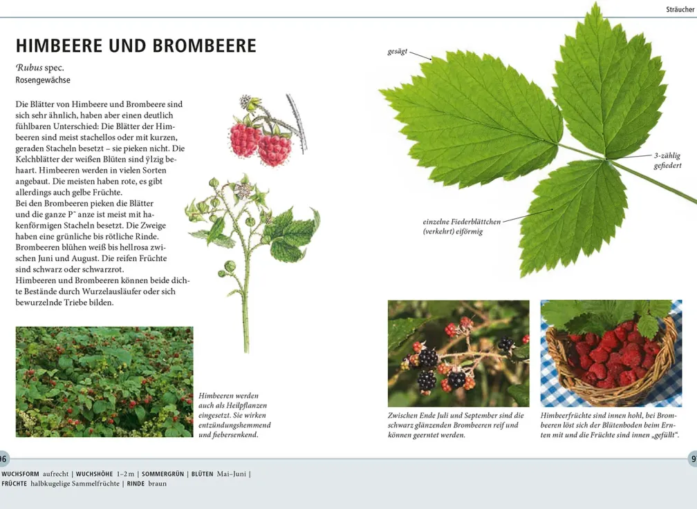 Bäume am Blatt erkennen - 78 Laub- und Nadelgehölze. Blätter in Originalgröße