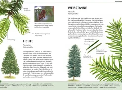 Bäume am Blatt erkennen - 78 Laub- und Nadelgehölze. Blätter in Originalgröße