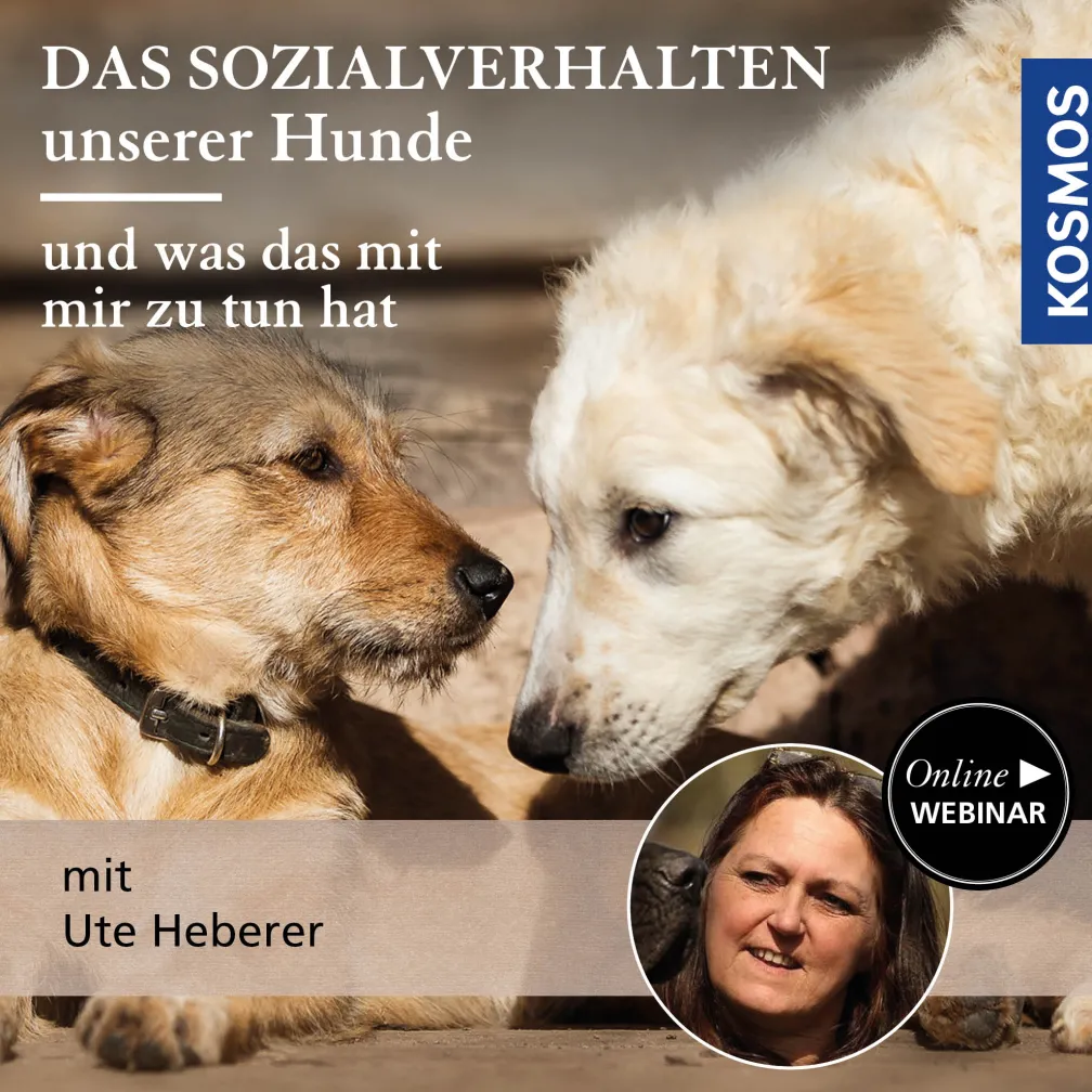 Das Sozialverhalten unserer Hunde – und was das mit mir zu tun hat