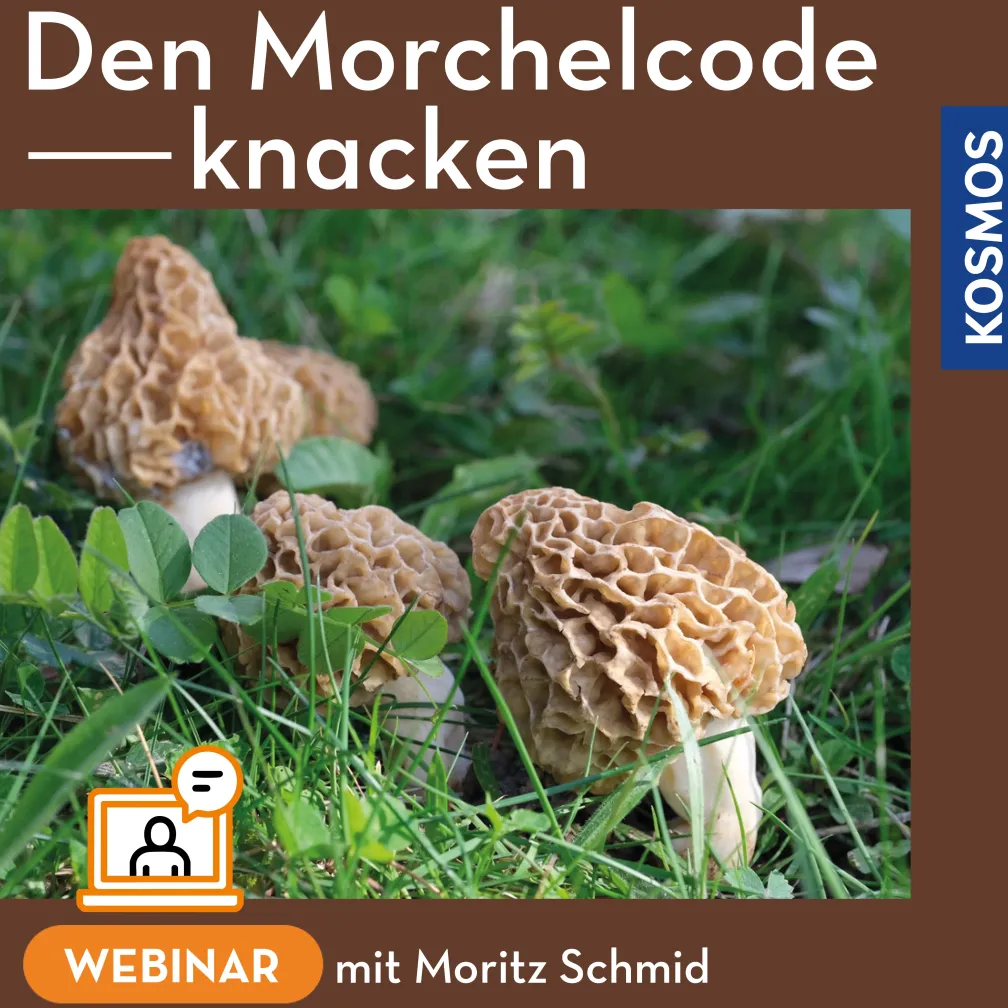 Den Morchelcode knacken – Morcheln systematisch suchen statt hoffen