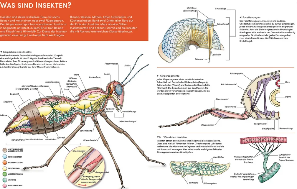 Der große Kosmos Tieratlas