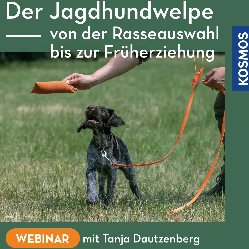 Der Jagdhundwelpe – Von der Rasseauswahl bis zur Früherziehung