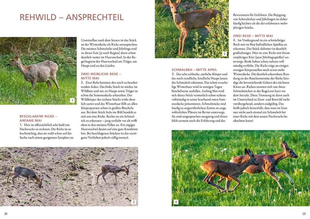 Die Altersansprache des Schalenwilds