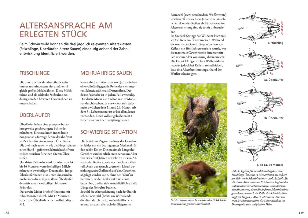 Die Altersansprache des Schalenwilds