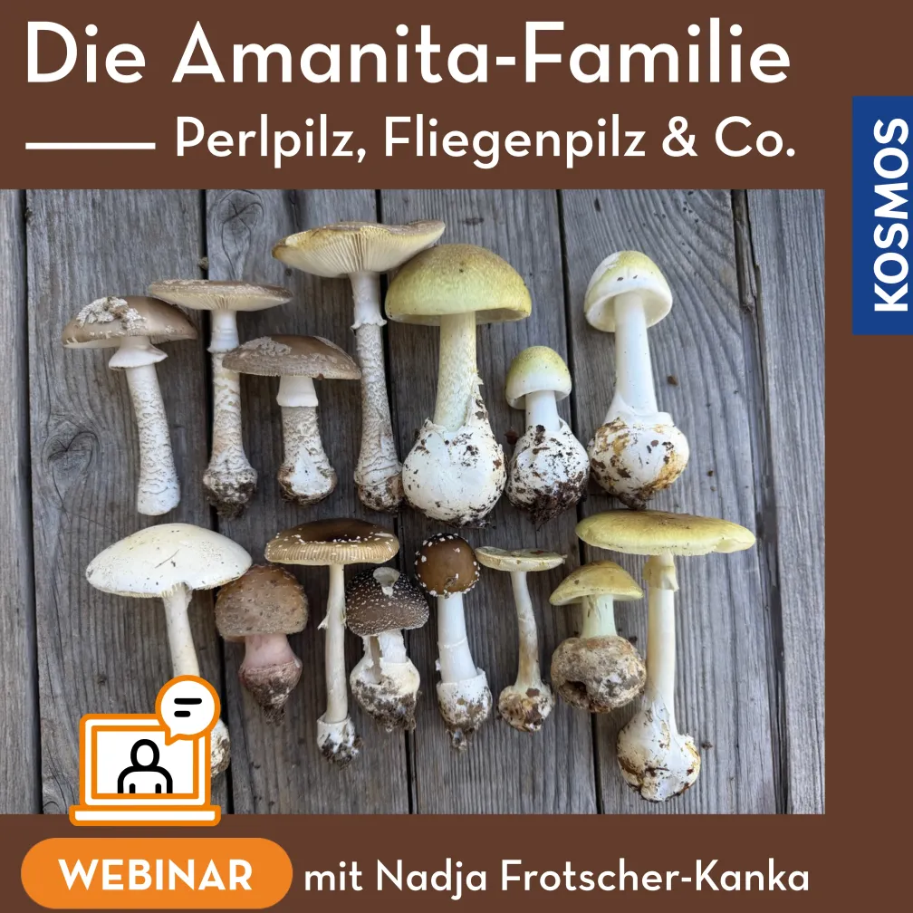 Die Amanita-Familie – Perlpilz Fliegenpilz & Co.