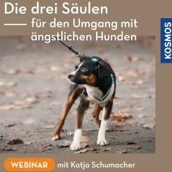 Die drei Säulen für den Umgang mit ängstlichen Hunden