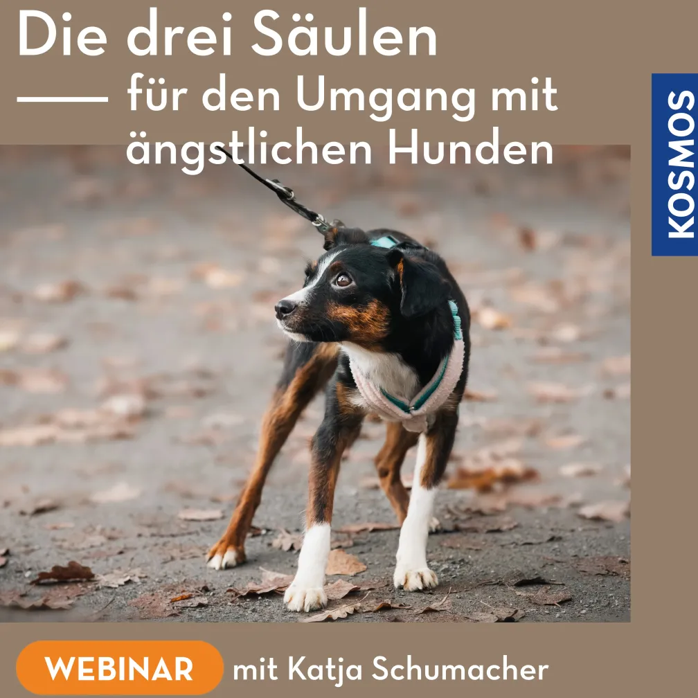 Die drei Säulen für den Umgang mit ängstlichen Hunden