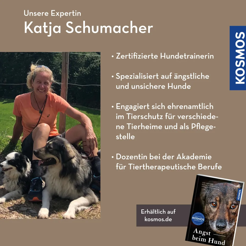 Die drei Säulen für den Umgang mit ängstlichen Hunden
