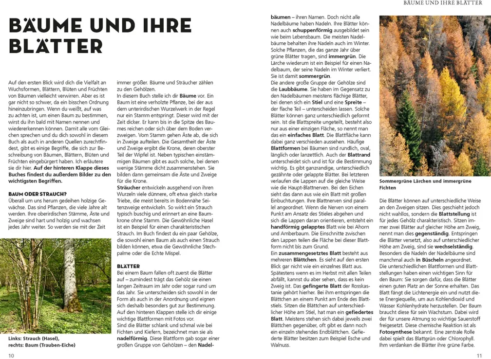 Die siehst du! Bäume