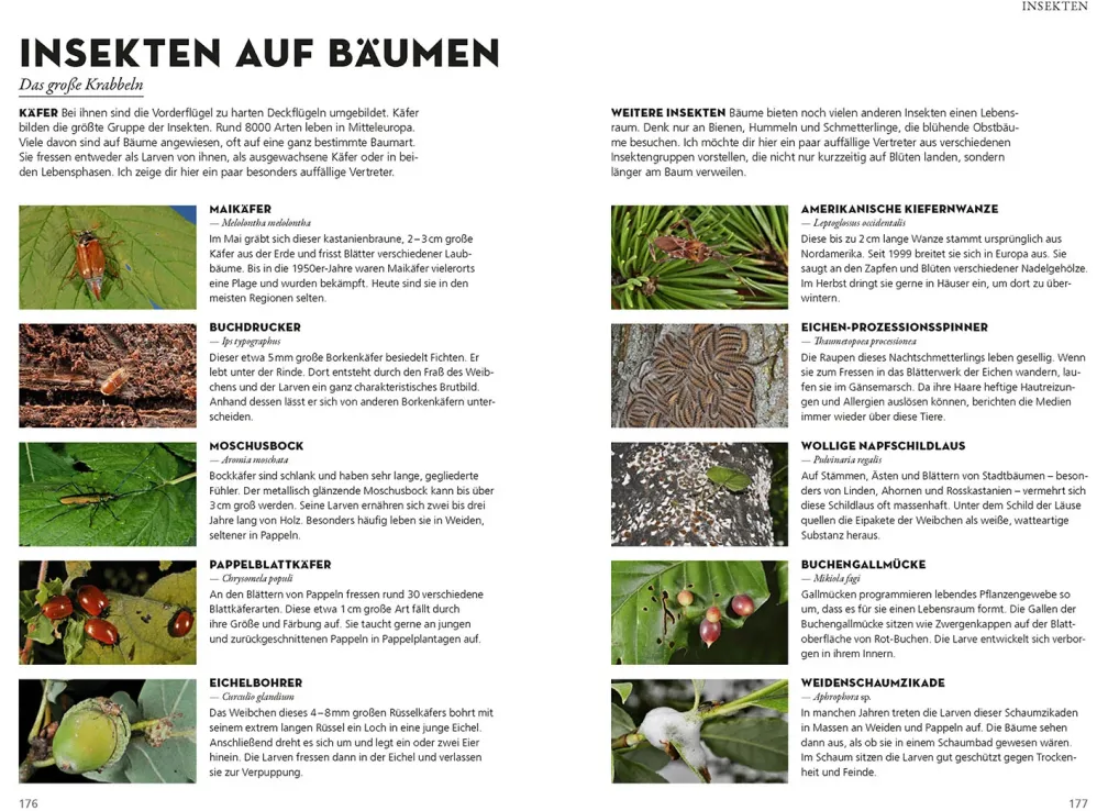 Die siehst du! Bäume