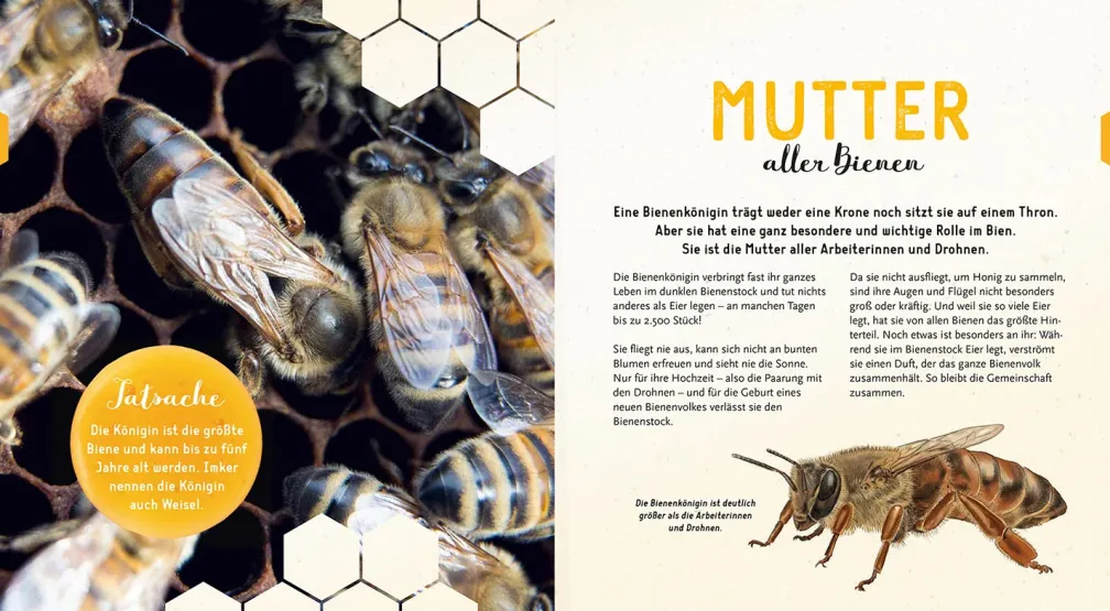 Ein Jahr mit den Bienen