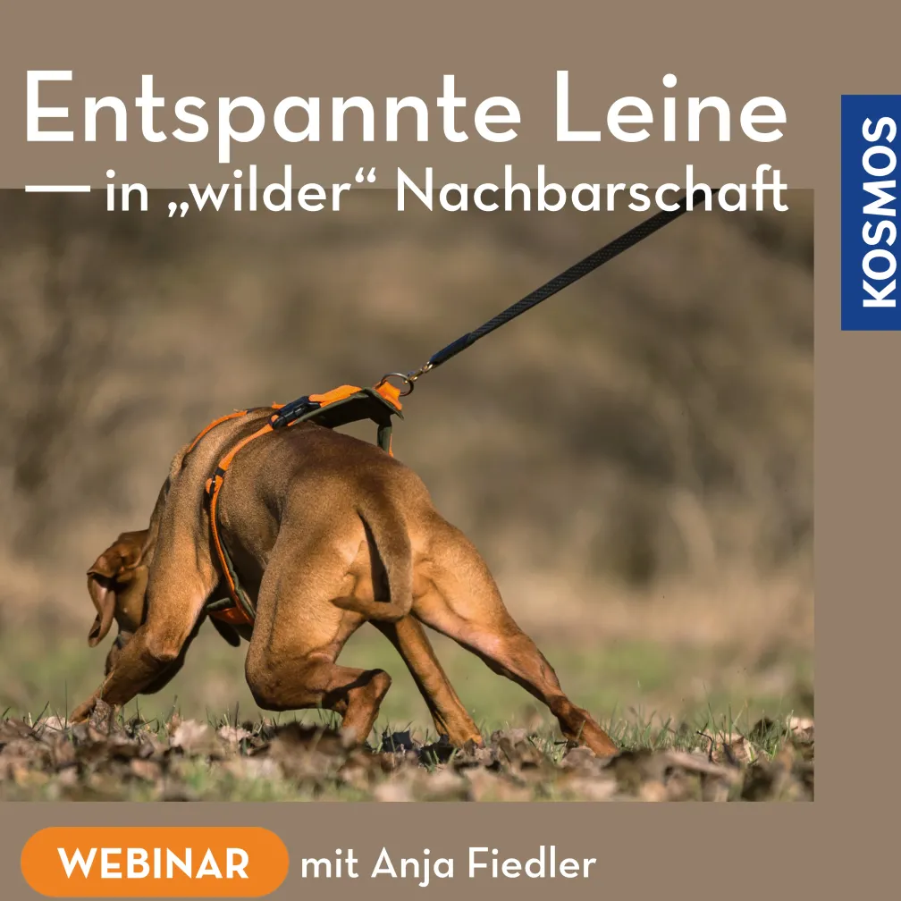 Entspannte Leine in wilder Nachbarschaft